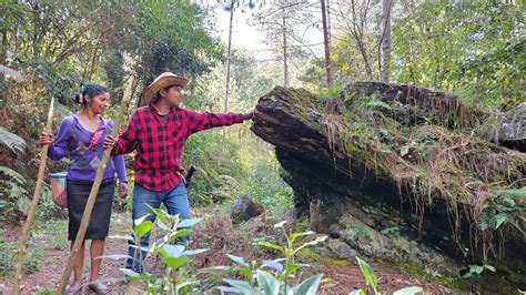 Aphelandra convertida en piedra