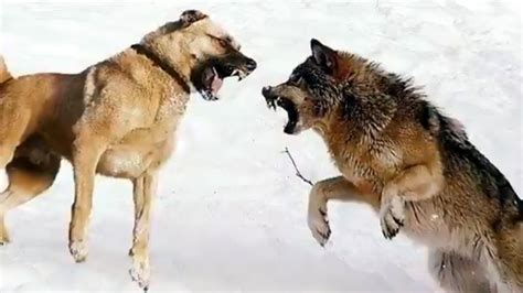 Gokū luchando contra lobos