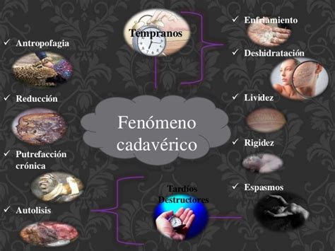 Diagrama de los fenómenos cadavéricos