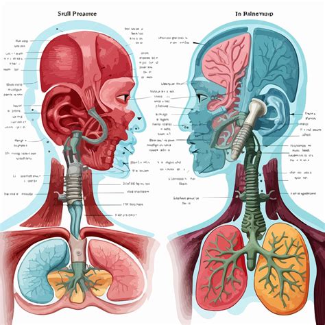 Ilustración detallada de la anatomía del Sharingan