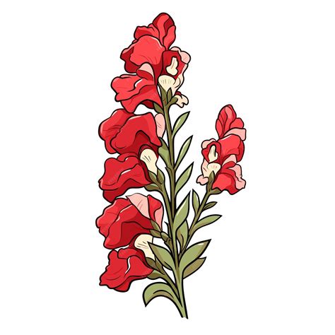 Ilustración de la flor de boca de dragón