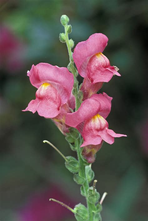 Arreglo floral con flores de boca de dragón