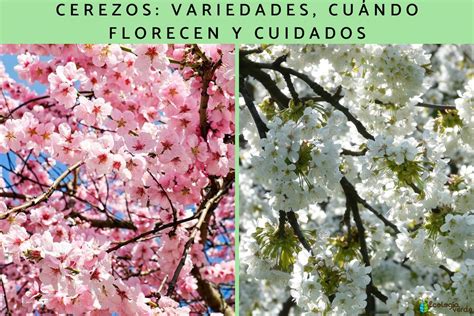 Diagrama del crecimiento de los cerezos de Hiruluk