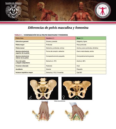 Ilustración de la anatomía masculina y femenina
