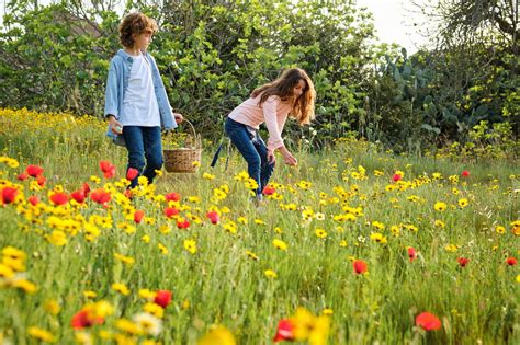 Sakura y Ino recogiendo flores en un campo