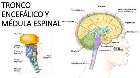 Ilustración del tronco encefálico y la médula espinal