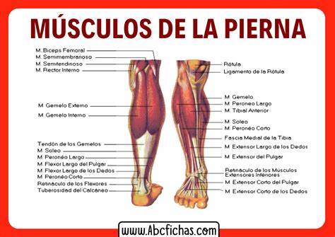 Anatomía muscular de la pierna