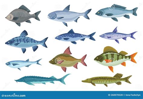Ilustración comparativa de Gyojin con diferentes tipos de peces