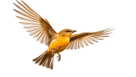Pájaro volando con bufanda