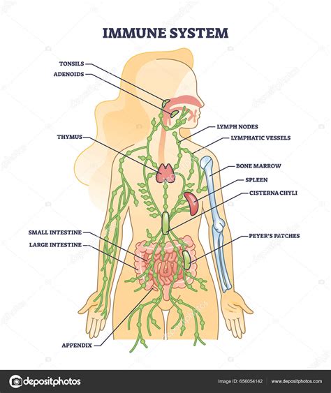 Diagrama del sistema inmunológico humano