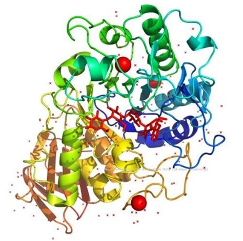 Estructura molecular de la alfa-amilasa