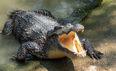 Crocodile riendo
