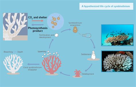 Infografía sobre el ciclo de vida del coral y la simbiosis