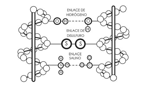 Molécula de Olaplex reconstruyendo enlaces capilares