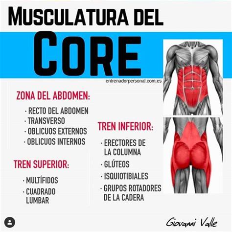 Ilustración de la anatomía del core y los músculos involucrados en los giros de tronco