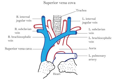 Anatomía de la vena cava superior