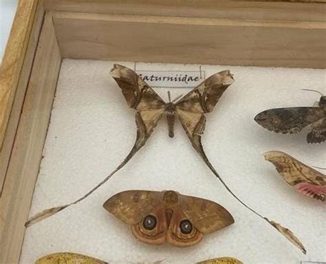 Insectos fantásticos en un entorno futurista