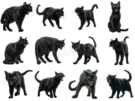 Collage de diferentes poses y expresiones de Historia Reiss