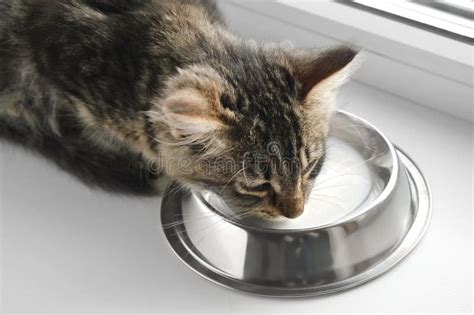 Todoroki Gato bebiendo un tazón de leche