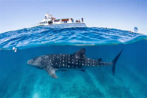 Tiburones ballena impulsando un barco