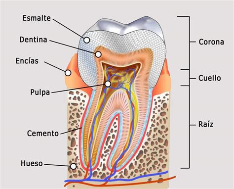 Anatomía de un diente vital y un diente no vital