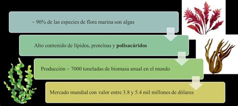 Esquema de los compuestos bioactivos presentes en las algas marinas