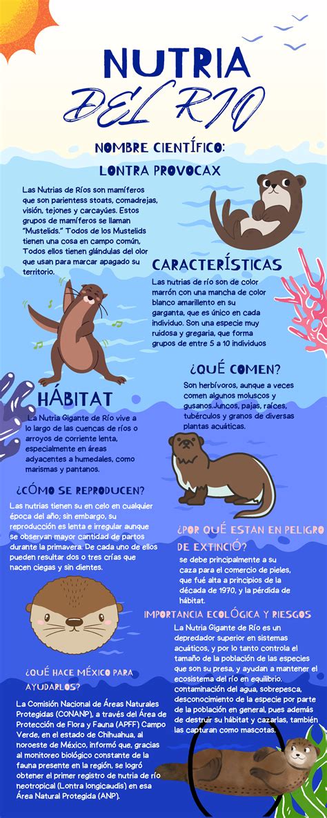 Infografía sobre la dieta y comportamiento de las nutrias marinas