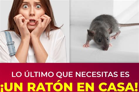 Signos de infestación de ratones en casa