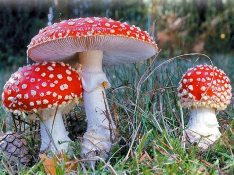 Hongo Amanita Muscaria