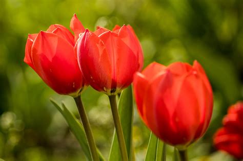 Flores de tulipán y camelia