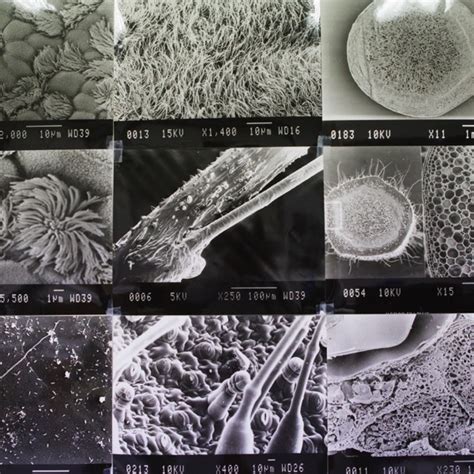 Imágenes de microscopía electrónica de barrido de cristales de azúcar crecidos sin campo magnético.