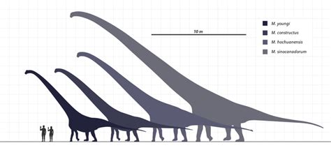 Comparativa de tamaño de las creaciones del Jinton