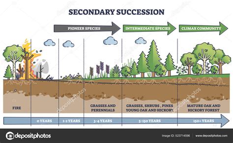 Diagrama mostrando la línea de sucesión del Titán de Ataque.