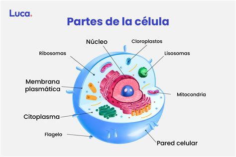 Célula en su forma perfecta