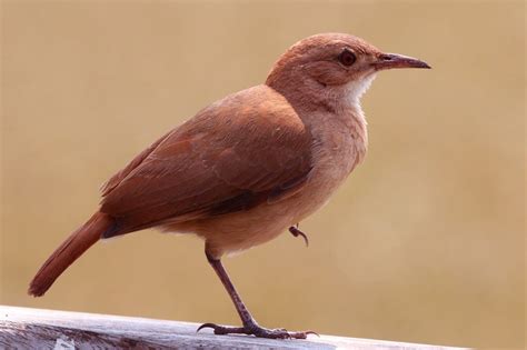 Ave de la especie Jaeger