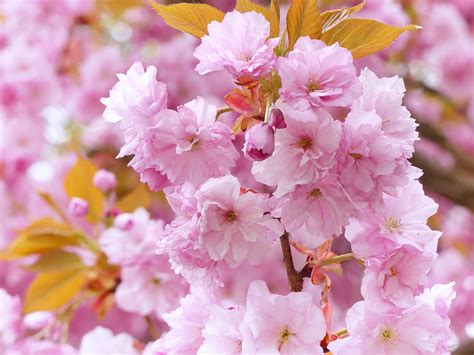 Flores de cerezo en flor