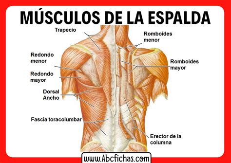Anatomía de los músculos extrínsecos de la espalda