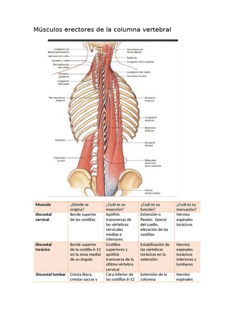 Esquema de los músculos erectores de la columna