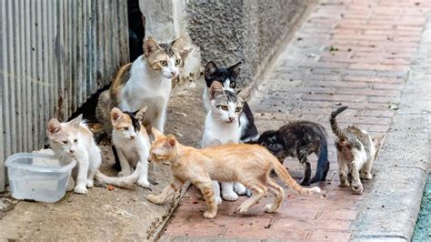 Dos amigos alimentando gatos callejeros en un parque.