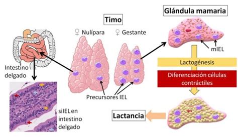 Representación gráfica de las etapas de la lactogénesis.