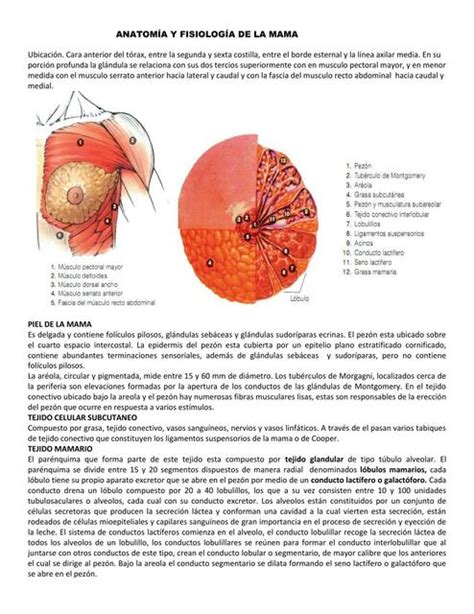 Diagrama comparativo de mamas normales, hipertróficas y tuberosas
