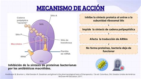 Diagrama del mecanismo de acción de la lejía contra microorganismos