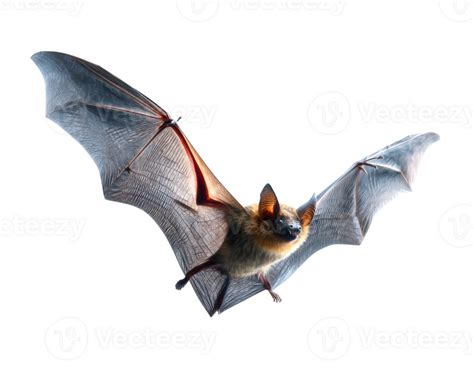 Murciélago en vuelo