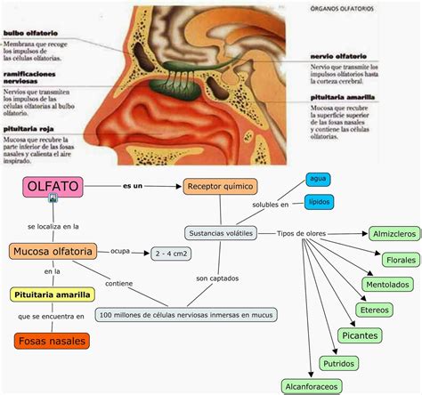 Diagrama del sentido del olfato