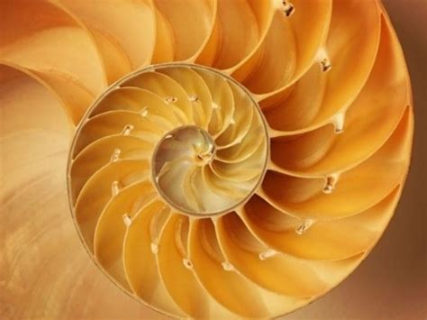Representación gráfica de la espiral en la naturaleza
