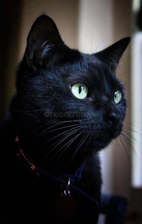Gatito negro con ojos grandes y brillantes.