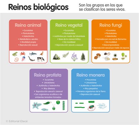 Infografía del apocalipsis zombie, mostrando la caída de reinos y la supervivencia en muros.