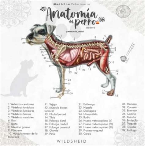Diagrama de la anatomía de un Ghoul y sus habilidades