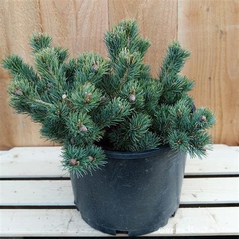 Arbusto de Pinus parviflora 'Hagoromo' con follaje verde azulado