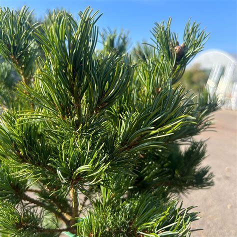 Infografía comparando el crecimiento de Pinus parviflora 'Hagoromo' con otras coníferas